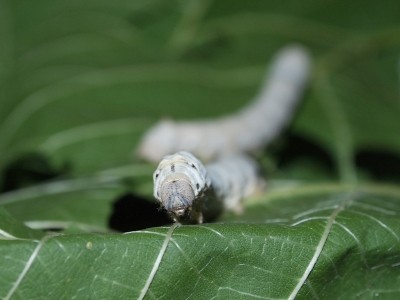 Silk is harvested from farmed silkworms, which is a costly and time consuming process.©iStock/volkanbys