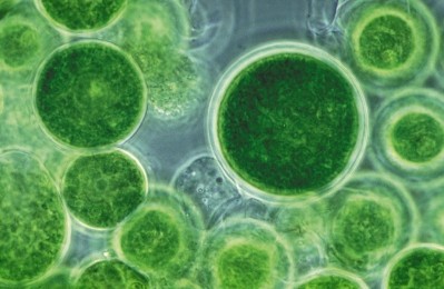 Could microalgae be the next big thing in fat reduction?