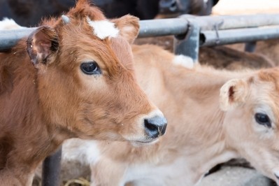 The European Commission is pursue action on animal welfare following an undercover investigation