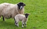 UK trade mission aims to grow German market for lamb
