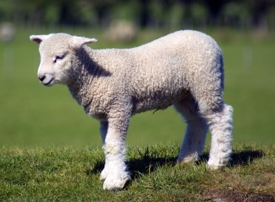 Poor weather is hitting UK lamb crops