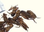 Insects - a new source of protein?
