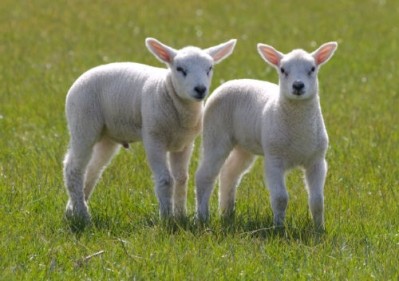 Welsh lamb bosses diplomatic mission to open US market
