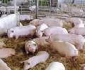 EFSA highlights EU meat inspection inadequacies