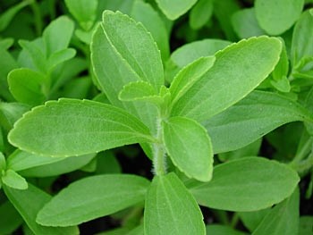 Galam Group produces all-natural stevia extract