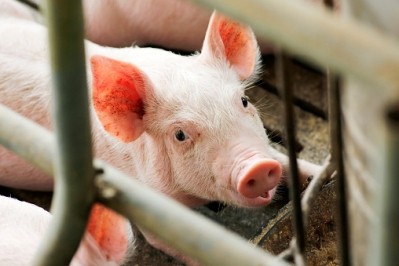 Pork prices have continued to help the FAO's meat price index rise in 2017