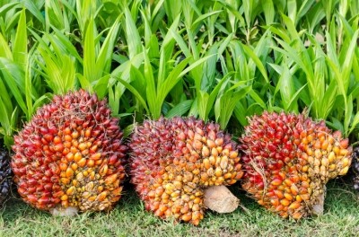 “We will not sacrifice our basic standards on sustainability but at the same time we can’t continue to add costs to our industry," says Malaysian plantation industries and commodities minister 