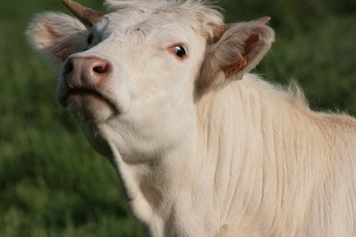 EFSA to set slaughterhouse welfare indicators