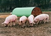 African swine fever could impact pigmeat prices in 2014