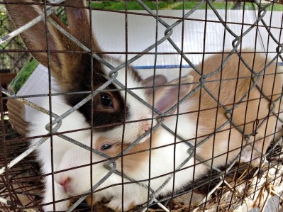 Rabbit welfare calls have been made by MEPs