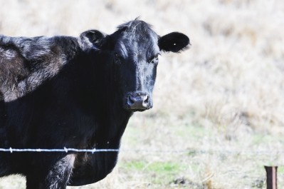 The project will include the breeding of 110,000 head of Aberdeen Angus cattle