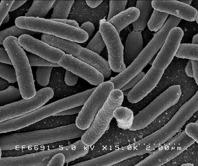 E.coli is one of the bacteria targeted