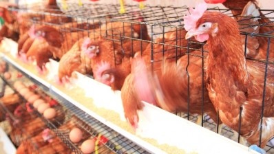 Although several major food manufacturers have committed to switching to using 100% cage-free eggs, the US courts have ruled cage-free hens don't improve food safety or nutrition levels. Pic: ©iStock/ko_orn