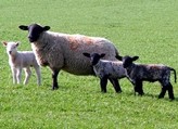 UK becomes net lamb exporter