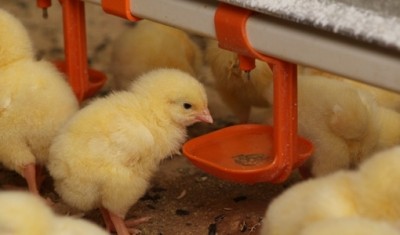 MHP has tripled exports of poultry