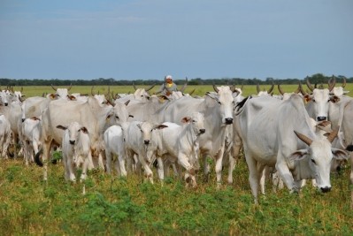 Cattle numbers are expected to increase by 2% in 2015