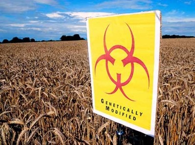 Europe must change policy on GM crops, warn experts