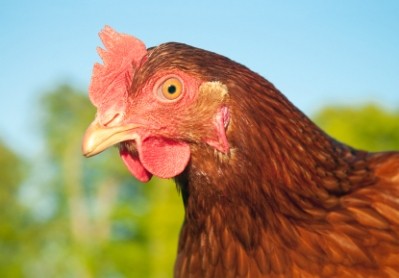 Imported Ukrainian eggs are not required to adhere to animal welfare rules under a new trade deal