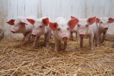 Neoplanta wants to invest in a new pig breeding farm