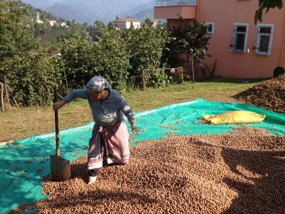 UTZ Certified: Pilot project aimed at improving hazelnut productivity and cubing child labor in Turkey