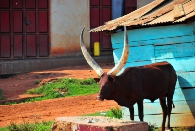Ugandan beef producers rely on cattle remaining healthy, as medication can be expensive
