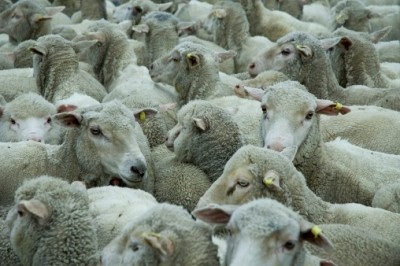 Imports of sheep and cattle have been banned from the Romanian market 
