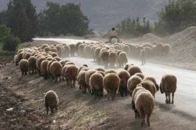  Syrian livestock is losing $105m per year due to the crisis