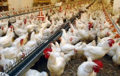 The company is to invest in additional slaughtering lines at Lisko Broiler