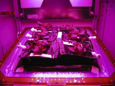 Red romaine lettuce plants grow inside in a prototype Veggie flight pillow (photo courtesy of NASA/Gioia Massa)