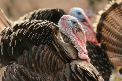 Russia close to lifting US turkey ban