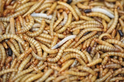 Insects like mealworms could be a common source of protein in Europe