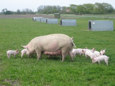 Danish pig farmers typically scale down investments when times are tough, says Kaiser