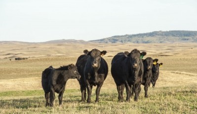 Climate change could led to an increase in the number of livestock raised in grazing systems