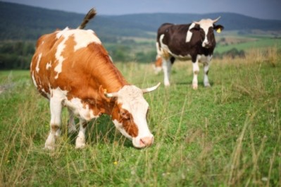Belching cows emit methane gas which punctures the planet's ozone layer