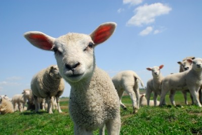 Rubis the lamb - bred to carry a jellyfish protein for the purposes of INRA's medical research programme - was sold by the abattoir and then most likely eaten in the Paris region last October.