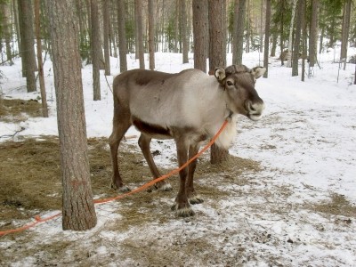 Russian-Chinese joint project for reindeer venison
