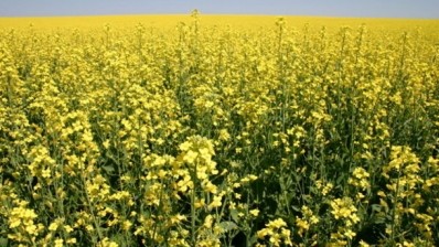 Canola protein could replace soy-based emulsifiers: Study