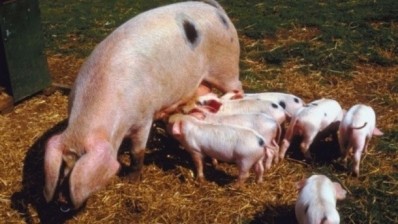 Annual EU pig meat production is expected to increase this year