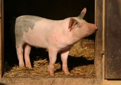 Only 2.1% of the UK's pork exports end up in the US