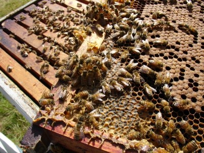 Bee population size is 'just one factor' that will affect food security - with other land management issues either helping or hindering bee polination