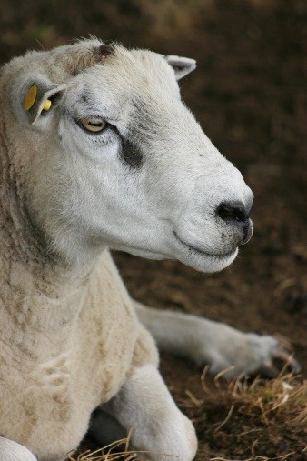 Ireland hopes to begin sheepmeat shipments to Libya
