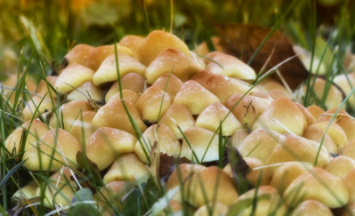 ANSES and DGS issue warning following spate of poisonings from wild mushroom consumption