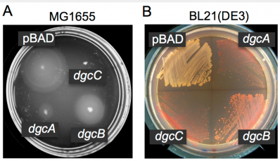 DGC activities of the L. monocytogenes proteins DgcA-C