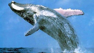 Study finds whale waste could save declining fisheries