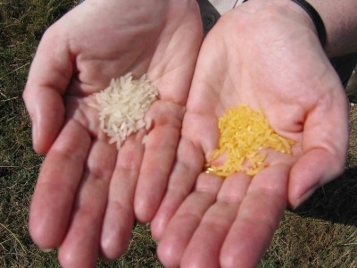 Photo credit: The Golden Rice Project