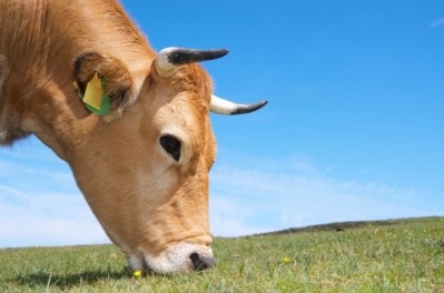 UK MPs urge reduced meat consumption