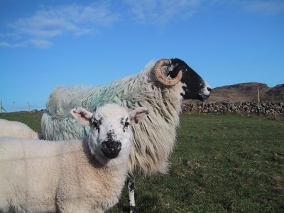 Irish sheepmeat granted access to UAE