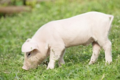 It has now become profitable to produce organic pigs in Denmark