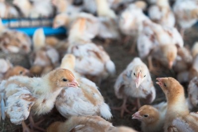 Russia exported over 100,000 tonnes of poultry meat last year