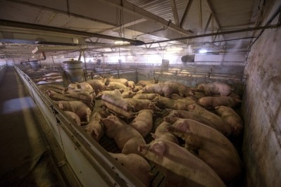 The reality for most farmed pigs. © iStock/agnormark